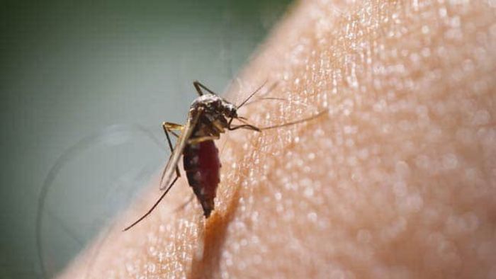 Nagaland records over 2,900 dengue cases since June