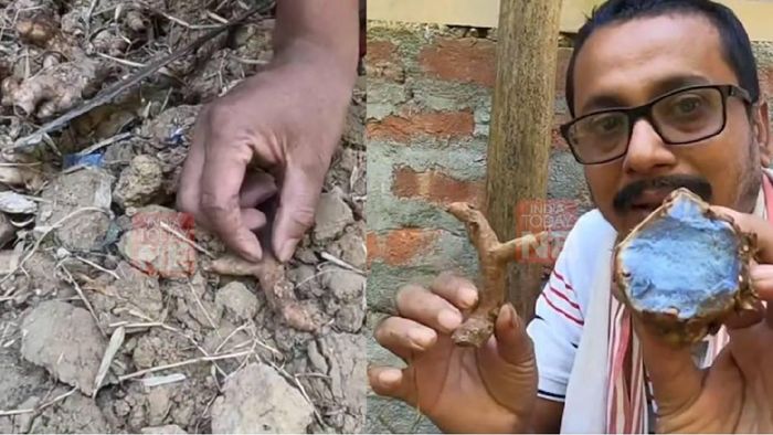 Assam's Golaghat farmer on a mission to harness healing powers of 'Black Turmeric'