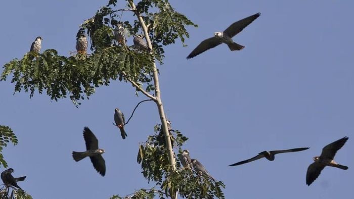 Amur Falcons (File Photo)