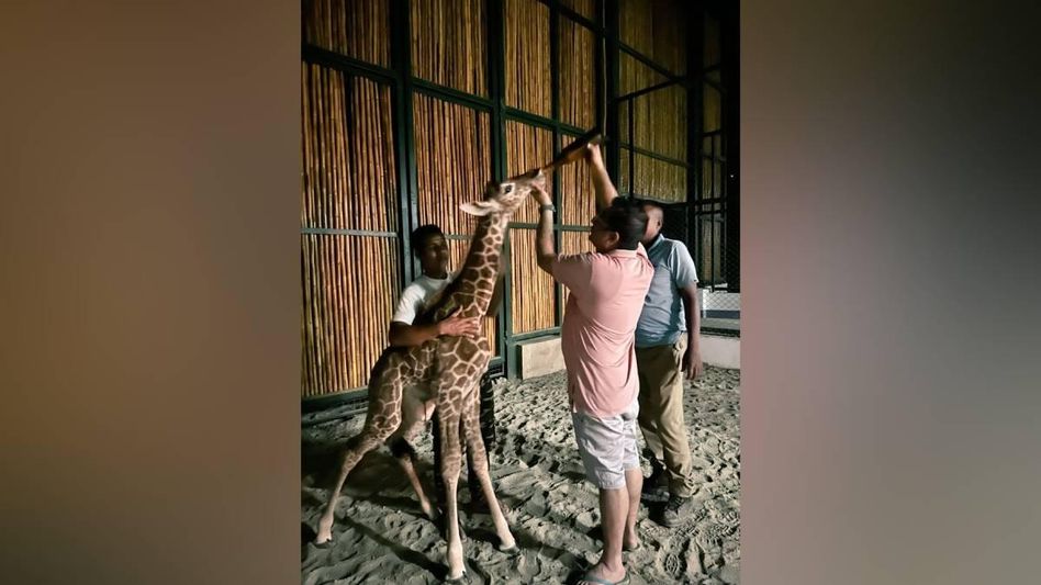 Assam State Zoo welcomes its baby giraffe, CM Himanta Biswa Sarma calls for name suggestions Assam State Zoo welcomes its baby giraffe, CM Himanta Biswa Sarma calls for name suggestions
