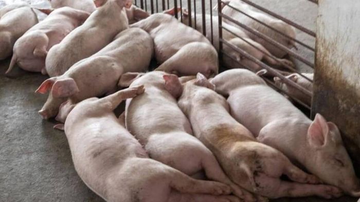 Tripura implements transport ban on live pigs amid African Swine fever outbreakTripura implements transport ban on live pigs amid African Swine fever outbreak