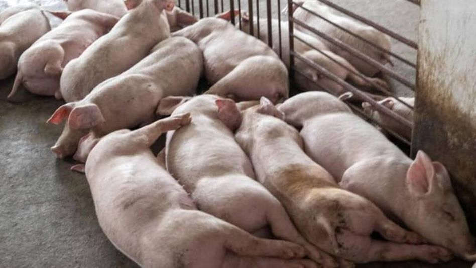 Tripura implements transport ban on live pigs amid African Swine fever outbreak Tripura implements transport ban on live pigs amid African Swine fever outbreak