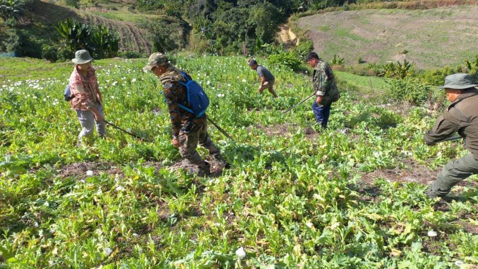 Manipur violence: Security forces destroy 31 hectares of illicit poppy fields in Ukhrul district Manipur violence: Security forces destroy 31 hectares of illicit poppy fields in Ukhrul district