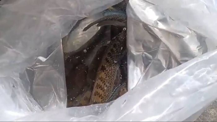 Assam Forest Department seized 500 rare fish worth Rs 4.5 crore at Dibrugarh airport