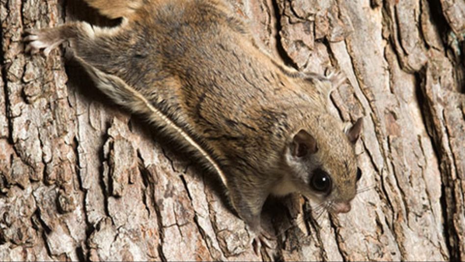Arunachal: Nocturnal flying squirrel spotted after 42 years Arunachal: Nocturnal flying squirrel spotted after 42 years