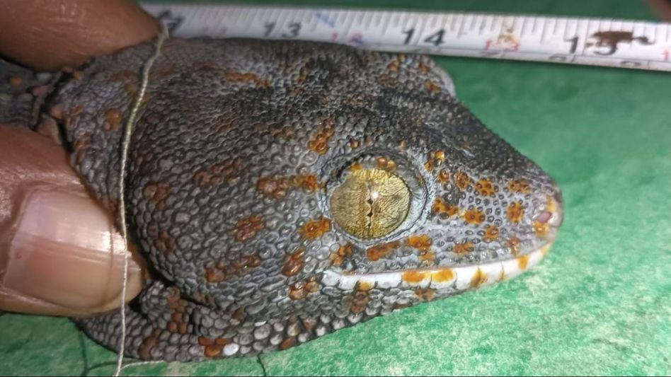 Assam: Rare Tokay Gecko rescued by forest officials in Dhubri, one held Assam: Rare Tokay Gecko rescued by forest officials in Dhubri, one held
