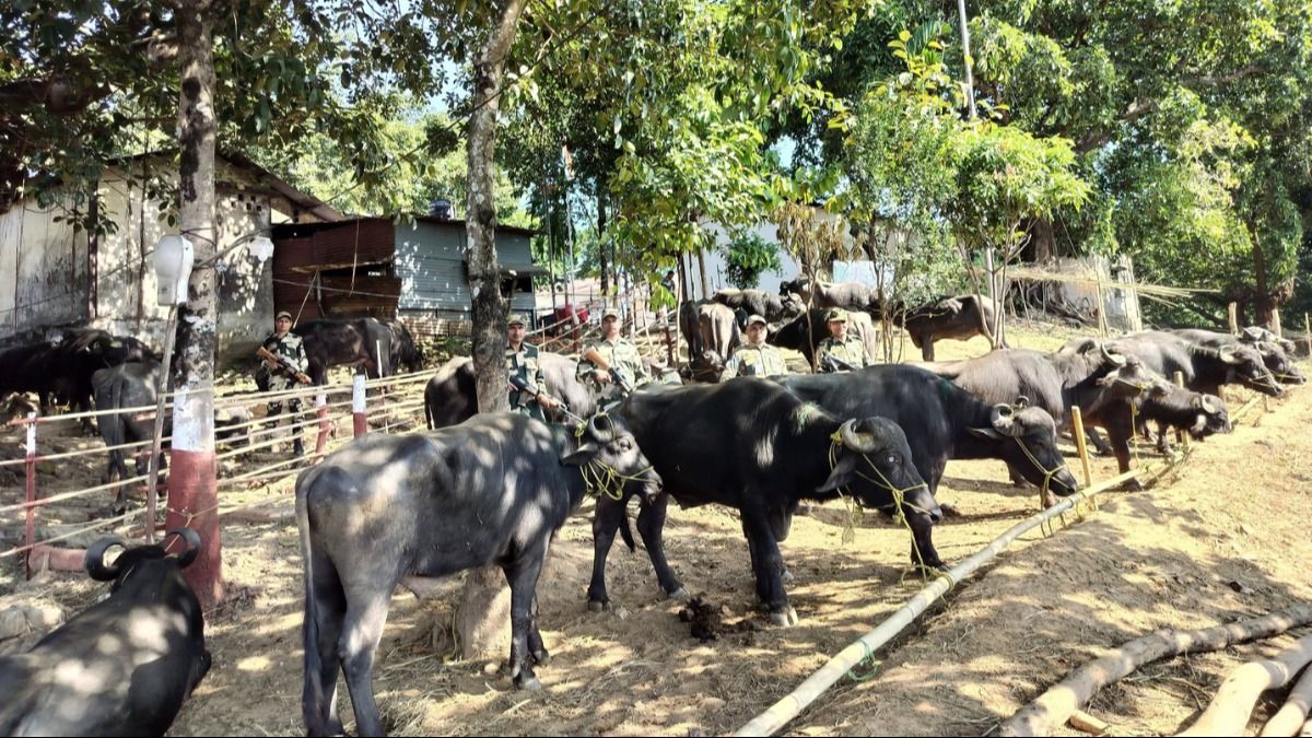 Meghalaya BSF thwarts cattle smuggling attempt along the international border