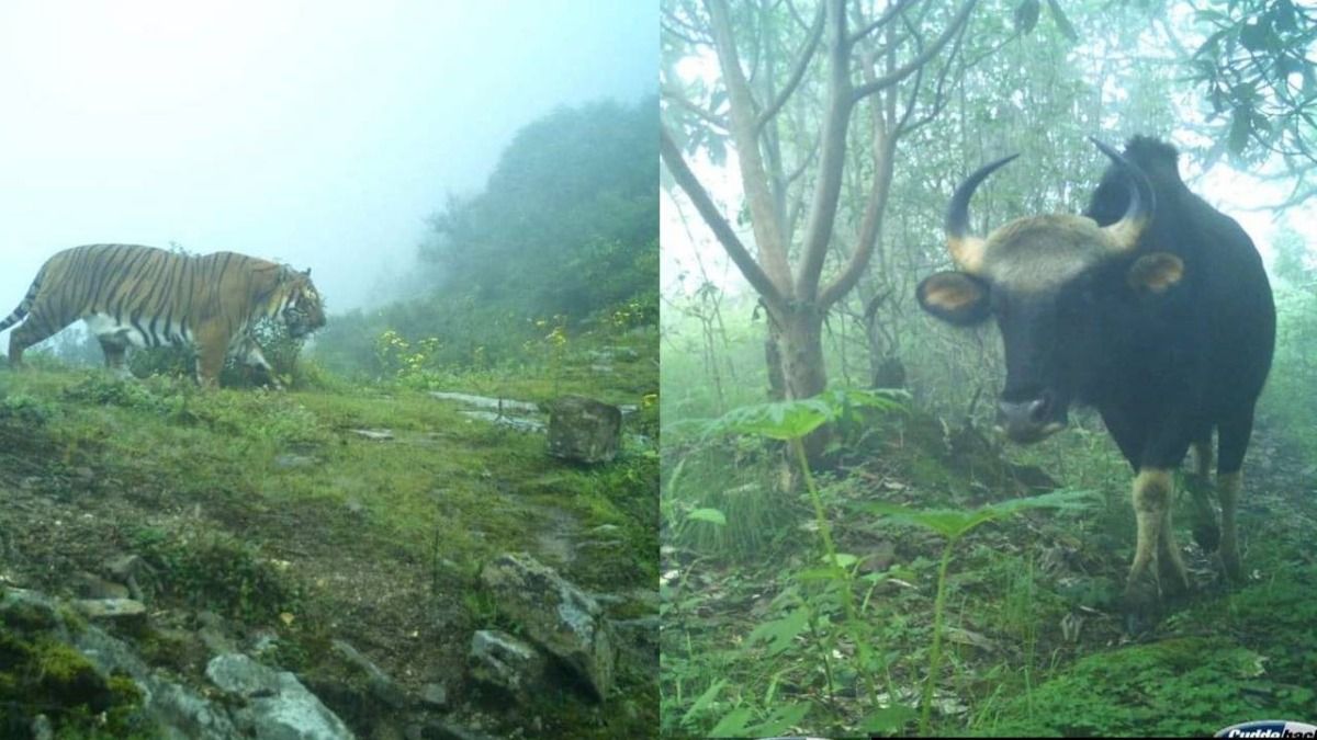 Sikkim’s wildlife sightings create national and world records