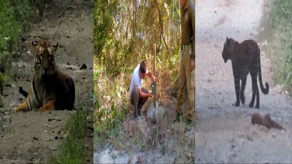 Assam: 400 trap cameras installed in Manas National Park for tiger census Assam: 400 trap cameras installed in Manas National Park for tiger census