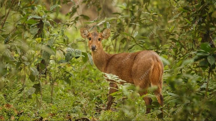 Assam: Four arrested for killing hog deer at Kaziranga National Park