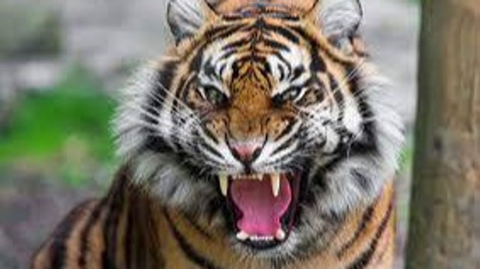 Assam: Tiger mauls man to death in Nagaon district Assam: Tiger mauls man to death in Nagaon district