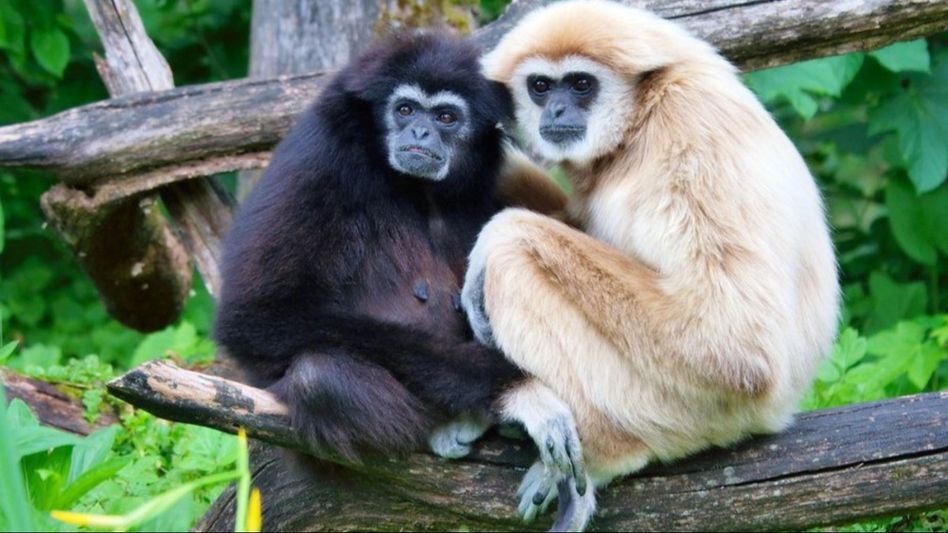 Tripura forest department launches three-day workshop for conservation of Hoolock Gibbons Tripura forest department launches three-day workshop for conservation of Hoolock Gibbons