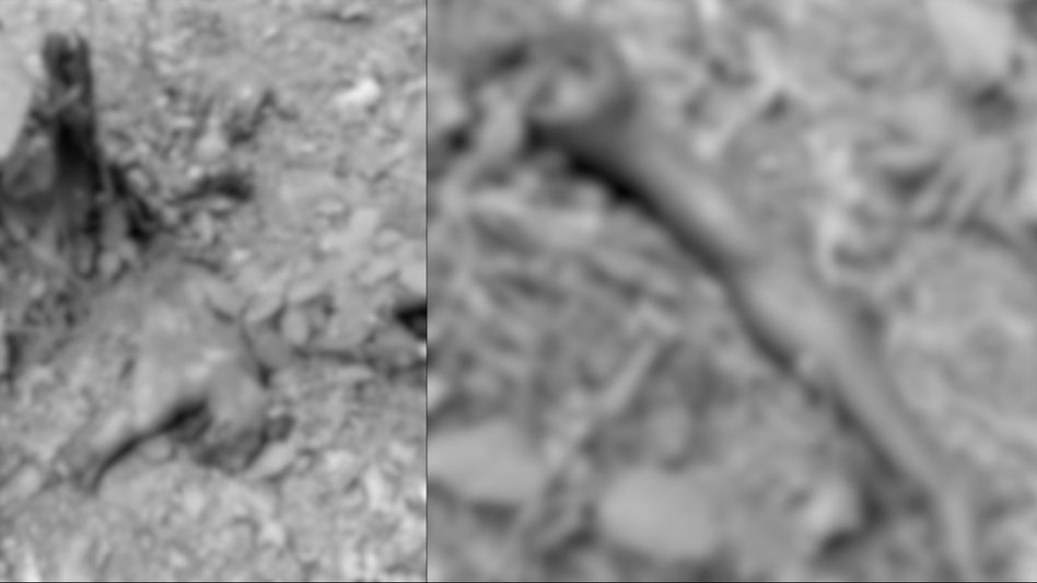 Assam: Wild elephant kills man in Goalpara district Assam: Wild elephant kills man in Goalpara district