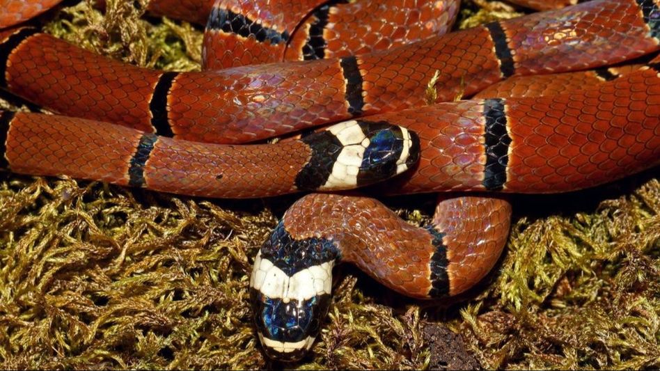 Mizoram: Second species of coral snake discovered in state Mizoram: Second species of coral snake discovered in state