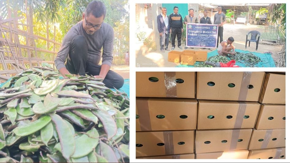 Assam exports 1,000 kg of Lablab Beans to London Assam exports 1,000 kg of Lablab Beans to London