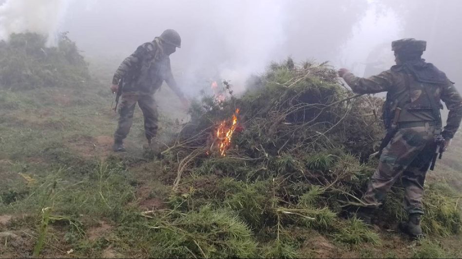 Tripura: Assam Rifles destroy marijuana plantations worth Rs 1.05 crore in Lembucherra Tripura: Assam Rifles destroy marijuana plantations worth Rs 1.05 crore in Lembucherra