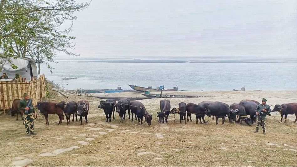 BSF Seizes 17 cattle heads at Indo-Bangla border despite dense fog situation BSF Seizes 17 cattle heads at Indo-Bangla border despite dense fog situation
