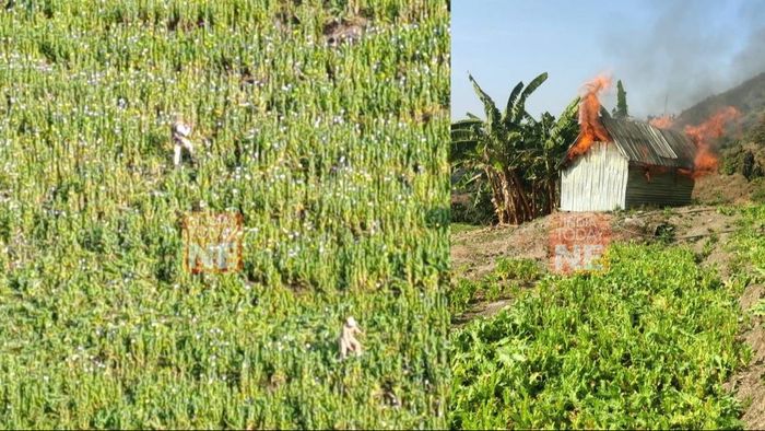 Manipur: Security forces destroy 30 acres of poppy plantation at Mullam and Shongphel