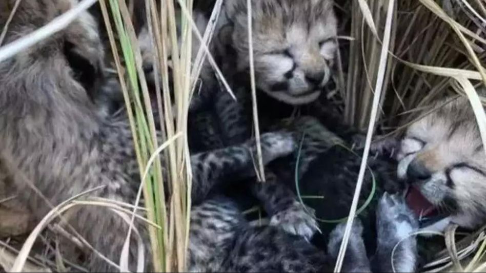 Namibian Cheetah in Kuno National Park gives birth to three cubs Namibian Cheetah in Kuno National Park gives birth to three cubs