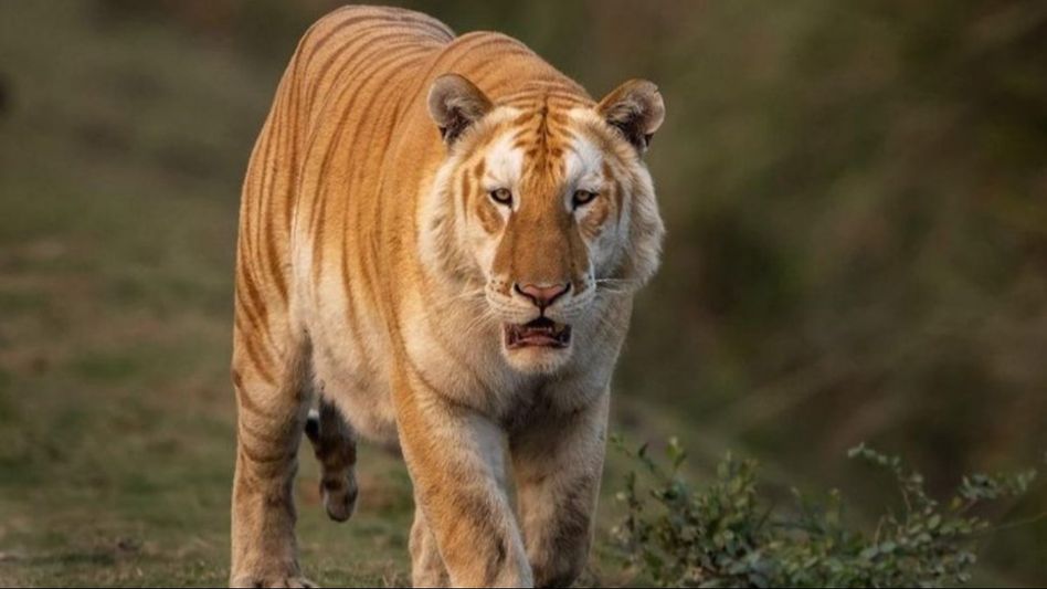 Himanta Biswa Sarma shares picture of rare golden tiger recently spotted in Kaziranga National Park Himanta Biswa Sarma shares picture of rare golden tiger recently spotted in Kaziranga National Park