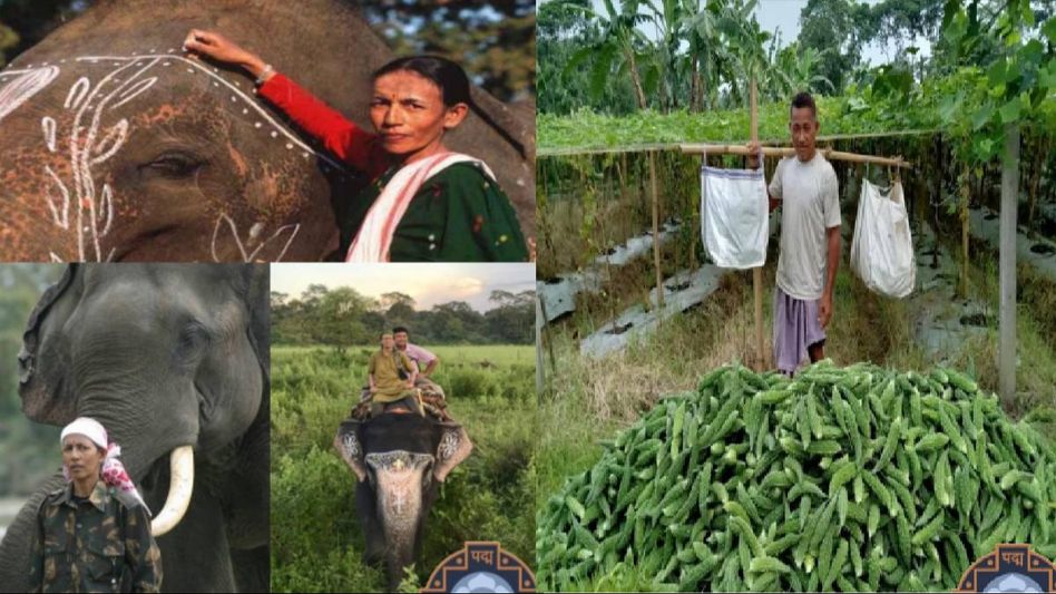 Assam's pride: First female elephant mahout and agricultural visionary receive Padma Shri Assam's pride: First female elephant mahout and agricultural visionary receive Padma Shri