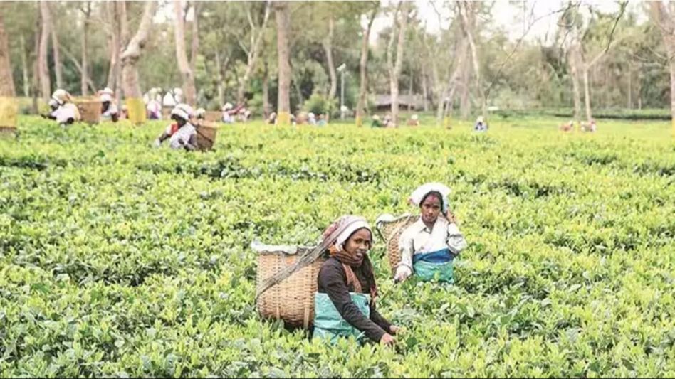 Assam tea industry seeks export promotion policy in interim budget 2024 Assam tea industry seeks export promotion policy in interim budget 2024