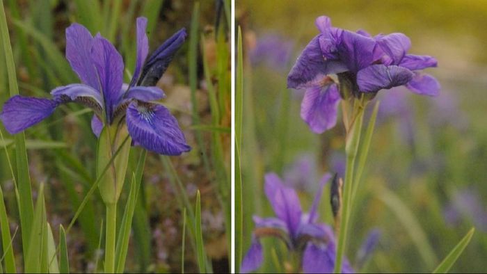 Manipuri Kombirei Iris: A new addition to Indian flora