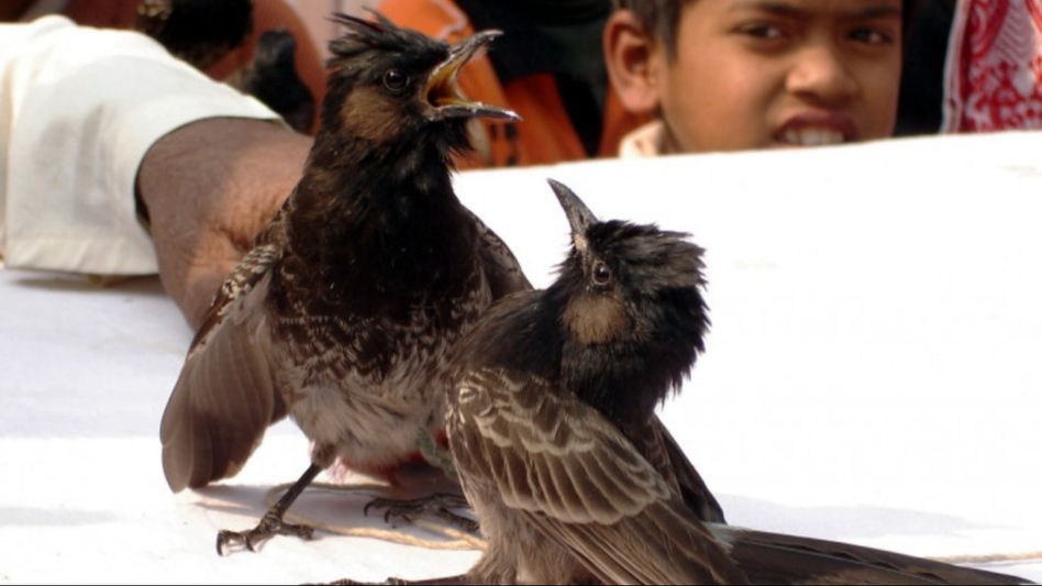 PETA India approaches Gauhati High Court to ban 'Bulbul Fights' PETA India approaches Gauhati High Court to ban 'Bulbul Fights'