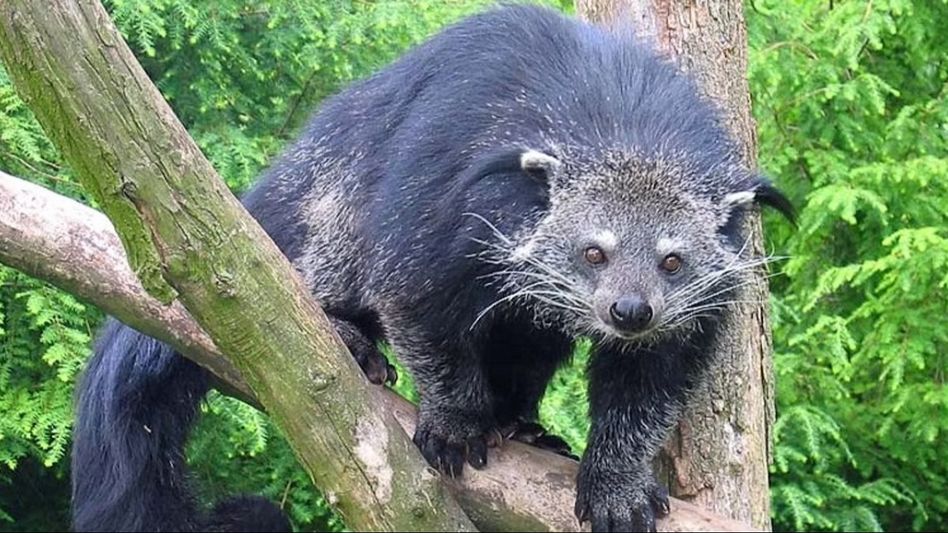 Assam: Two new mammalian species recorded in Kaziranga Assam: Two new mammalian species recorded in Kaziranga