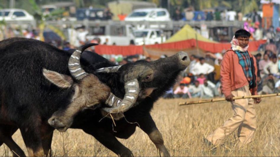 Gauhati high court directs Assam government to halt unauthorised 'Buffalo Fights' Gauhati high court directs Assam government to halt unauthorised 'Buffalo Fights'