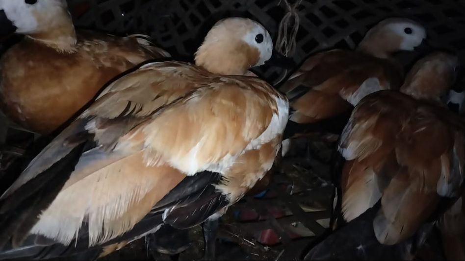 Assam: Fifteen Ruddy shelduck rescued by Dhubri police Assam: Fifteen Ruddy shelduck rescued by Dhubri police