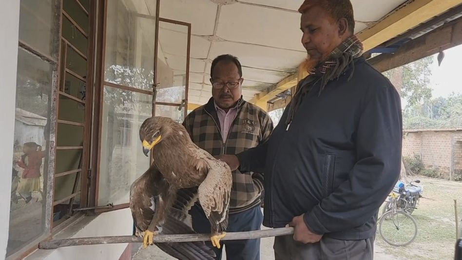 Assam: Endangered eagle rescued in Bongaigaon Assam: Endangered eagle rescued in Bongaigaon