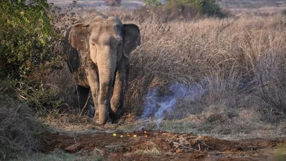IFS officer shares picture of mother elephant's grief over newborn calf's death, captures netizens' hearts IFS officer shares picture of mother elephant's grief over newborn calf's death, captures netizens' hearts