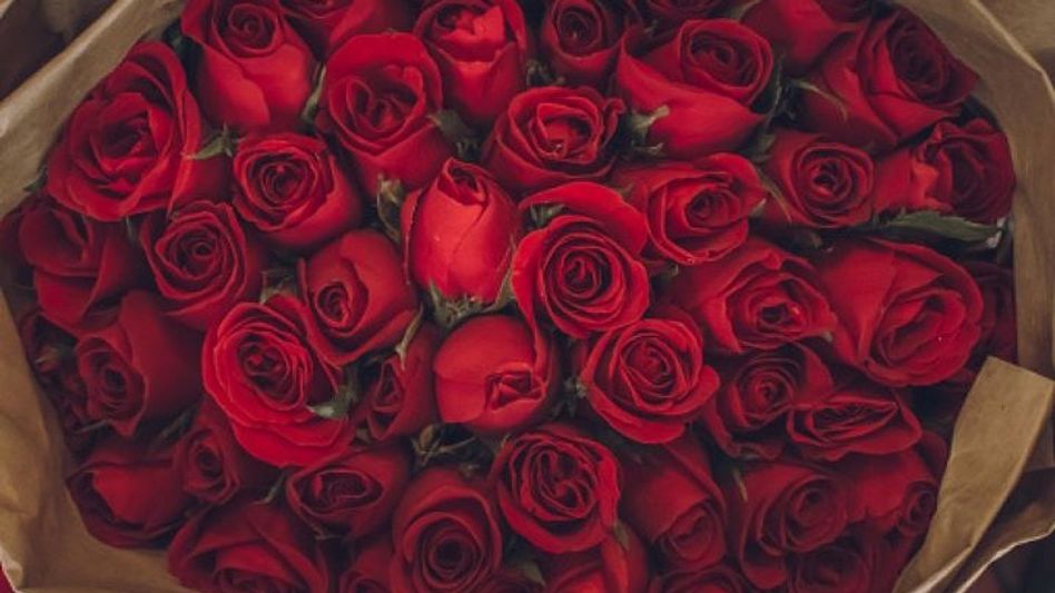 Heartfelt wishes, quotes and images to share on ‘Rose Day’ Heartfelt wishes, quotes and images to share on ‘Rose Day’