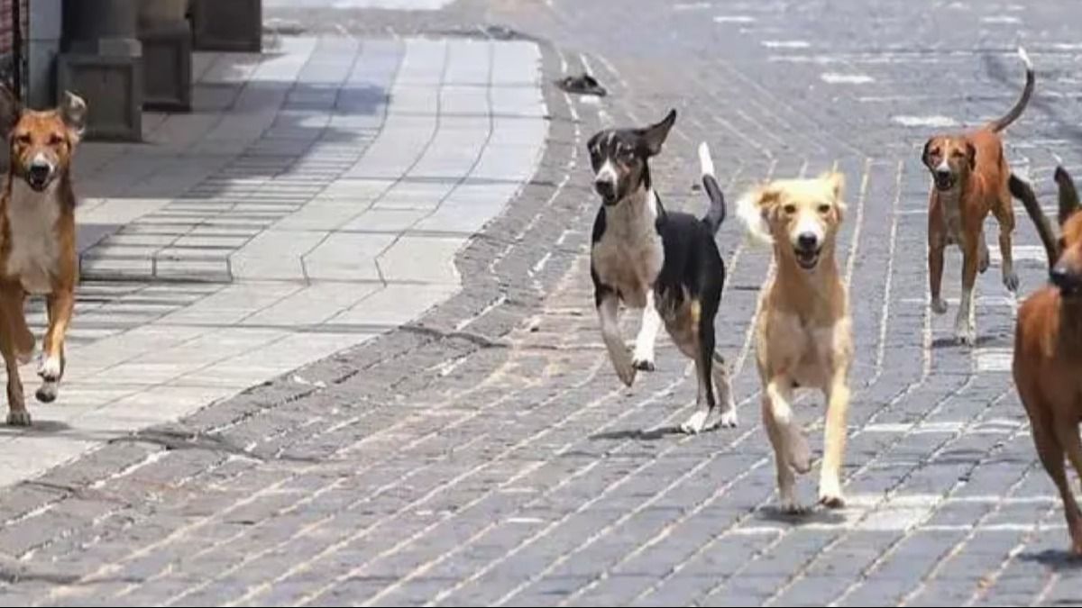 32-year-old woman mauled to death by nearly 20 stray dogs in Punjab 32-year-old woman mauled to death by nearly 20 stray dogs in Punjab