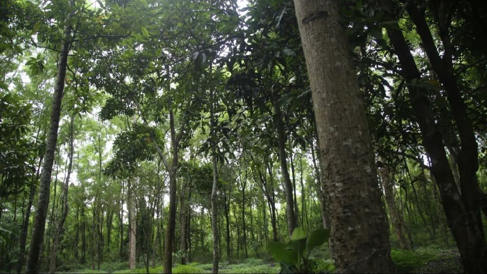 Assam: No reports of syndicate in protected forest areas: Forest Minister Chandramohan Patowary Assam: No reports of syndicate in protected forest areas: Forest Minister Chandramohan Patowary