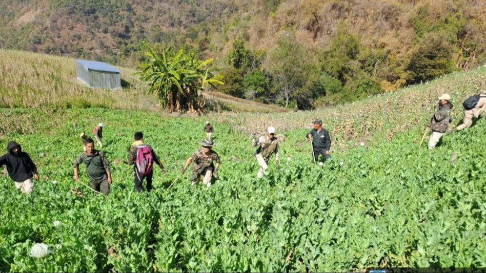 Manipur police destroy massive cache of narcotics in Imphal West Manipur police destroy massive cache of narcotics in Imphal West