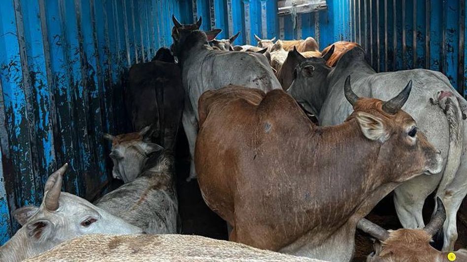 Assam: 20 smuggled cattle recovered by police near Guwahati Assam: 20 smuggled cattle recovered by police near Guwahati