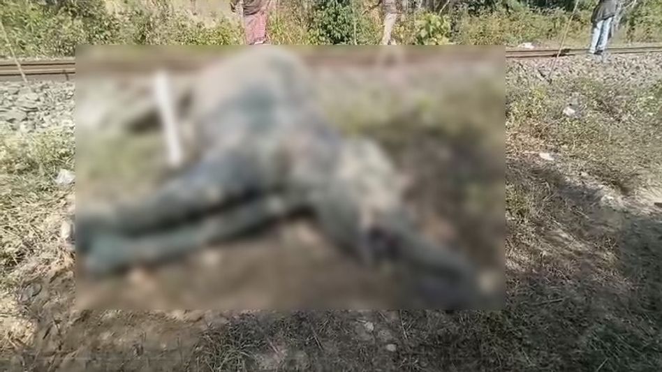 5-year-old elephant dies after being hit by a train in Tripura's Teliamura 5-year-old elephant dies after being hit by a train in Tripura's Teliamura