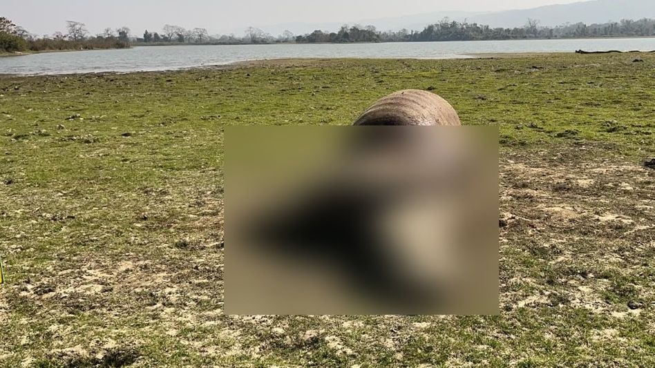 Assam: Rhino's body found in Kaziranga National Park sparks concerns of tiger attack Assam: Rhino's body found in Kaziranga National Park sparks concerns of tiger attack