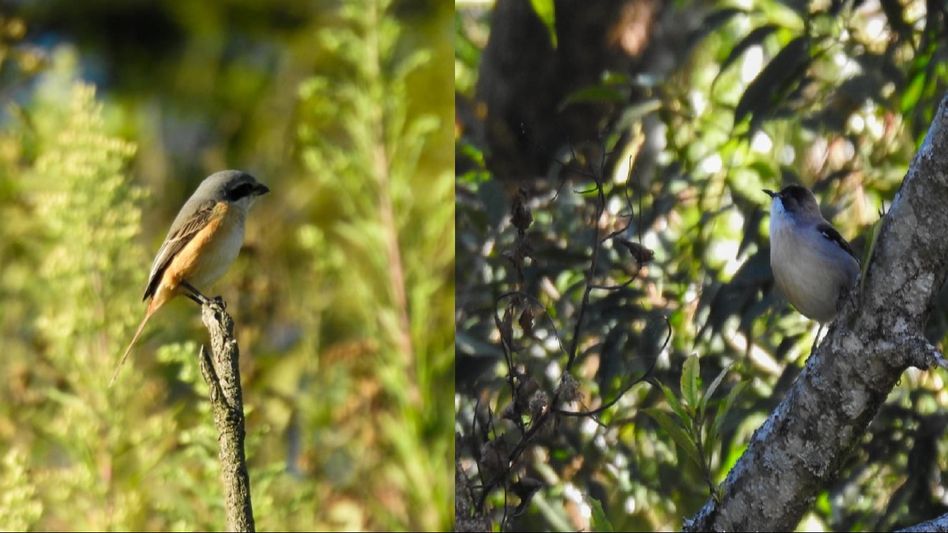 Mizoram successfully concludes bird census, 200 bird species tallied and documented Mizoram successfully concludes bird census, 200 bird species tallied and documented