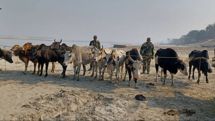 Assam: BSF seizes 24 cattle worth Rs 2.54 lakh, thwarts cattle smuggling attempt