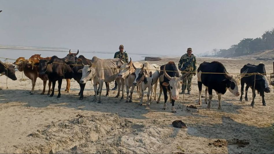 Assam: BSF seizes 24 cattle worth Rs 2.54 lakh, thwarts cattle smuggling attempt Assam: BSF seizes 24 cattle worth Rs 2.54 lakh, thwarts cattle smuggling attempt