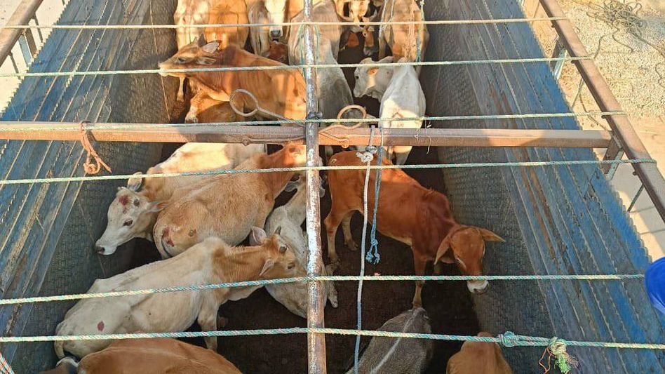 Assam: 35 live cattle recovered at Jorabat near Guwahati Assam: 35 live cattle recovered at Jorabat near Guwahati