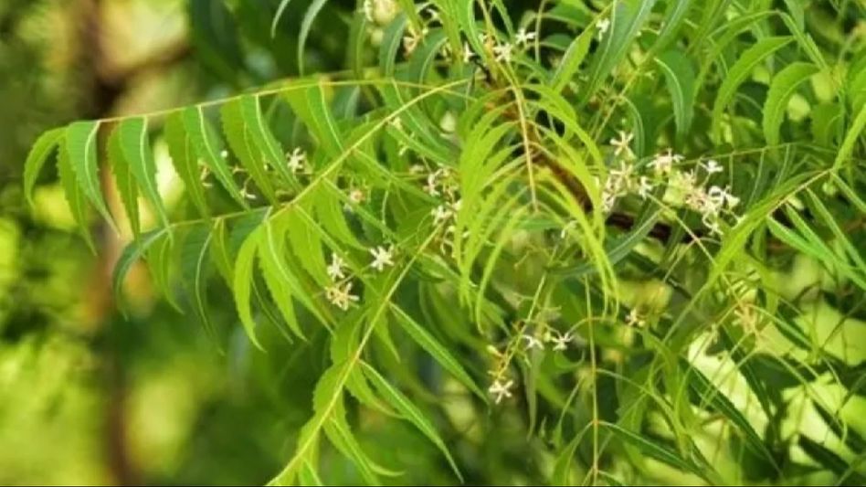 The wonder health benefits of Neem tree The wonder health benefits of Neem tree
