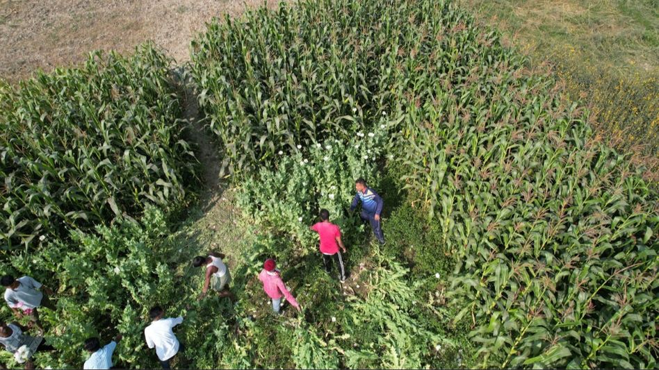 Assam police destroy 305 quintals of poppy cultivation in Barpeta district Assam police destroy 305 quintals of poppy cultivation in Barpeta district