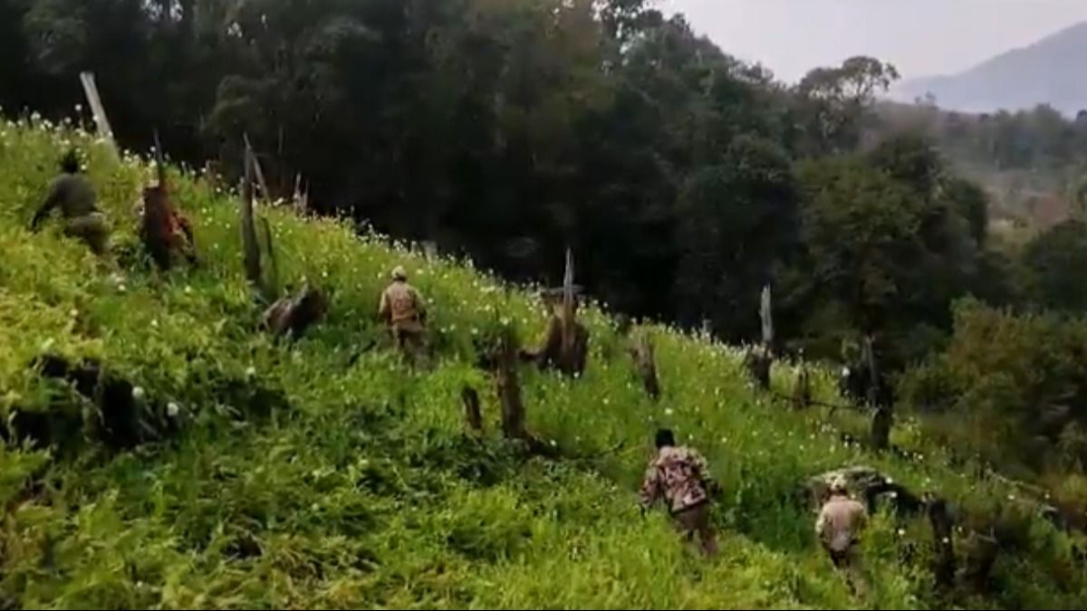 Manipur: 50 acres of poppy cultivation destroyed near Indo-Myanmar border Manipur: 50 acres of poppy cultivation destroyed near Indo-Myanmar border
