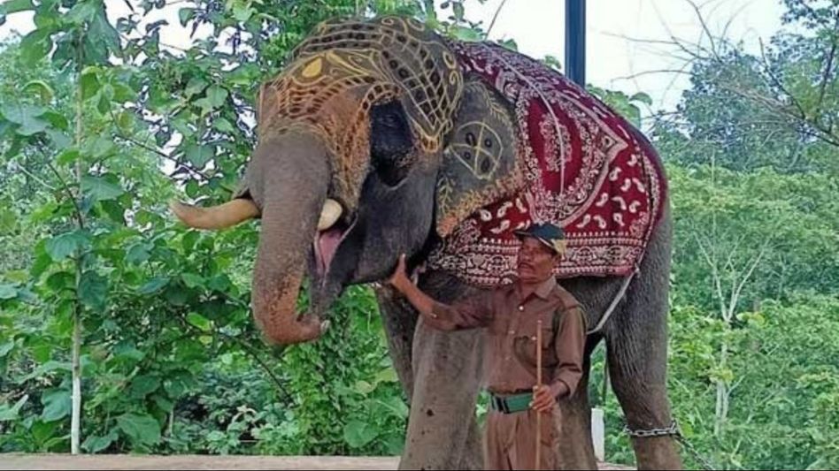 Tripura: 12 captive elephants send to Gujarat after owners willingly surrender to forest department Tripura: 12 captive elephants send to Gujarat after owners willingly surrender to forest department