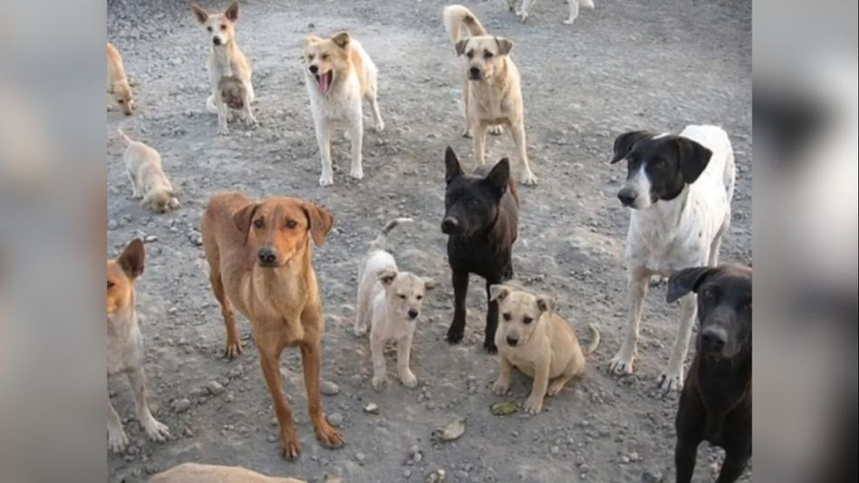 Telangana: Over 20 stray dogs shot dead in Mahbubnagar, several others injured Telangana: Over 20 stray dogs shot dead in Mahbubnagar, several others injured