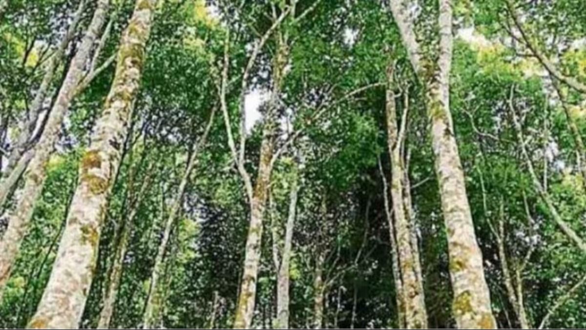 Tripura forest department to set up Agar market in Kadamtala area Tripura forest department to set up Agar market in Kadamtala area